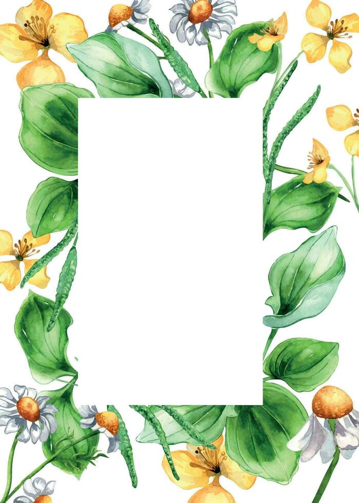 marco de plantago de hoja ancha, celidonia plantas acuarela ilustración aislado en blanco antecedentes. plátano, manzanilla, hierba, psyllium mano dibujado. diseño para etiqueta, paquete, tarjeta postal, modelo vector