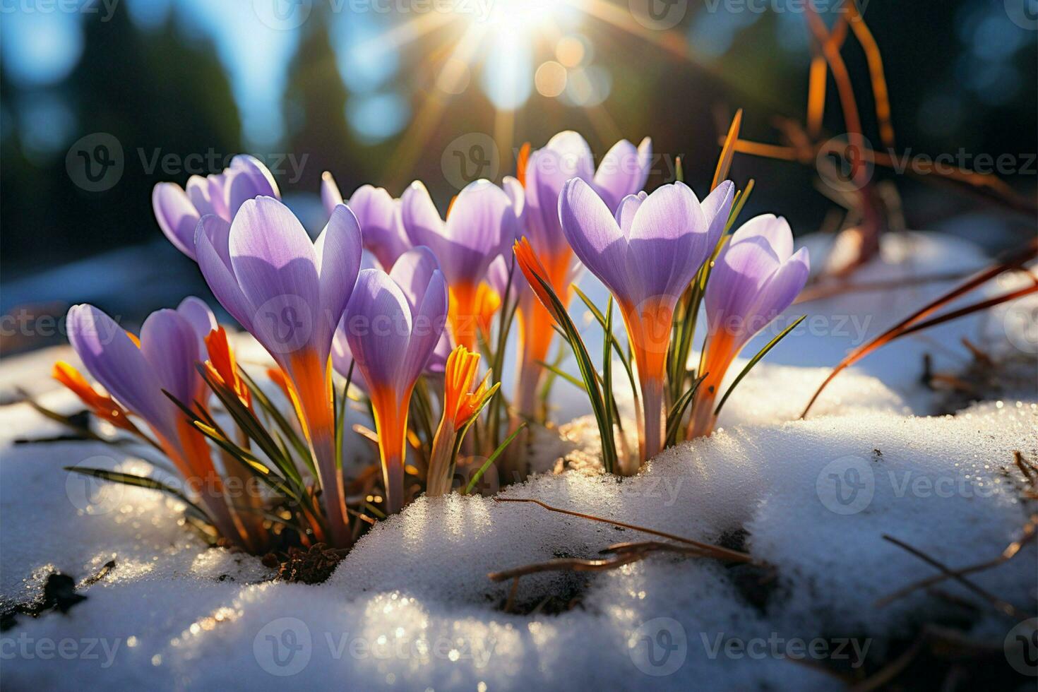AI generated Winters end Crocuses bloom in a snowy forest with text space photo