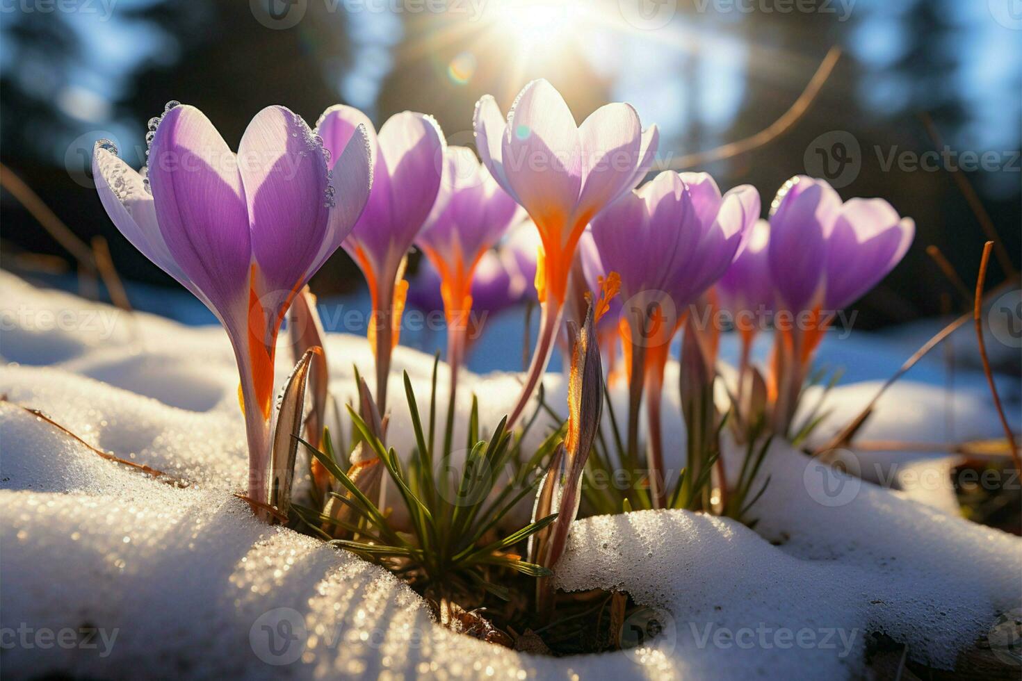 AI generated Floral hope First spring flowers, crocuses bloom in snowy woods photo
