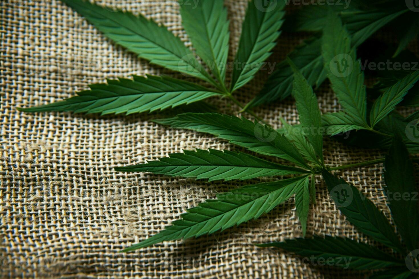 AI generated Green textile Cannabis leaves on the textured background of hemp photo