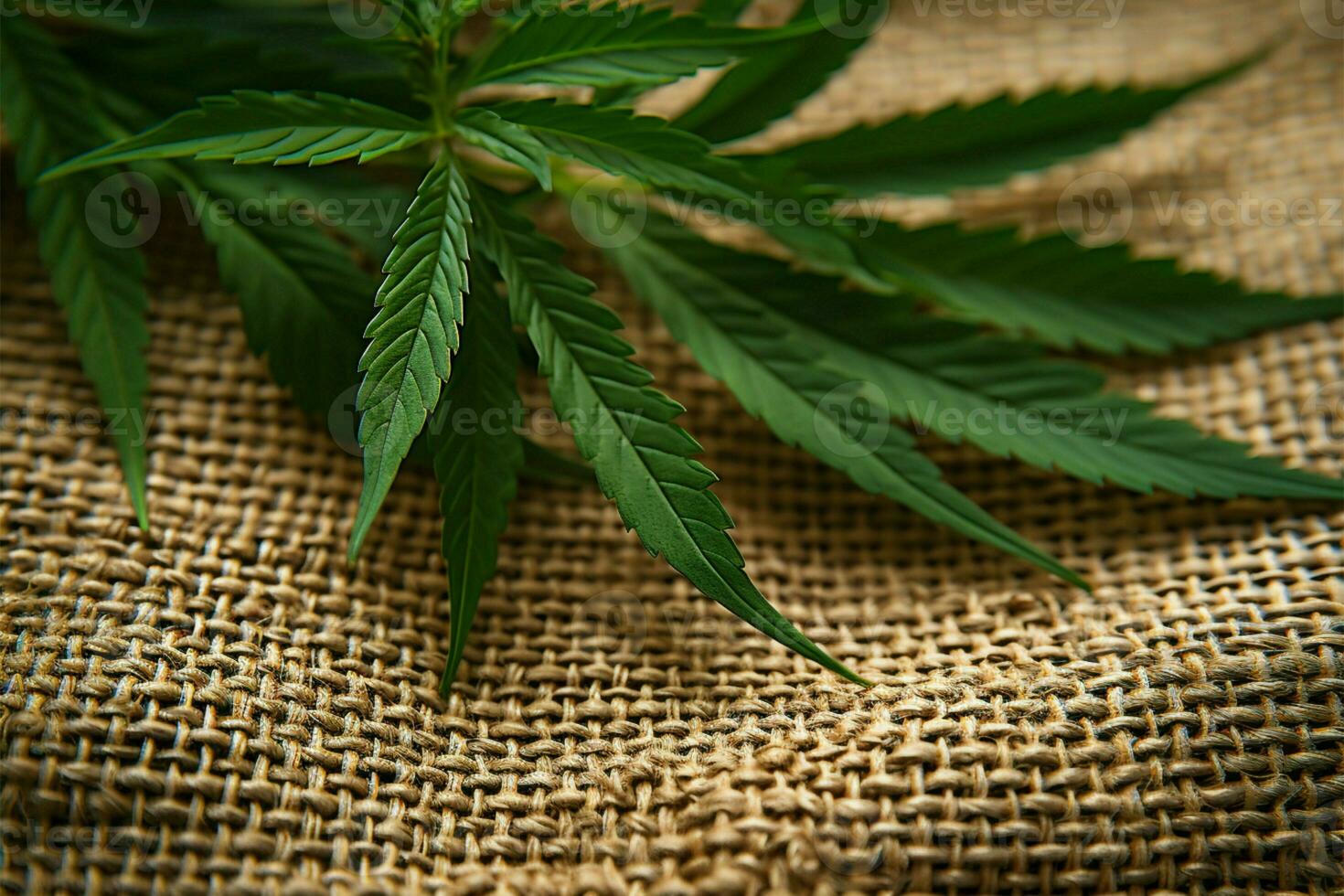 AI generated Natural fiber Cannabis leaves against a background of hemp fabric photo