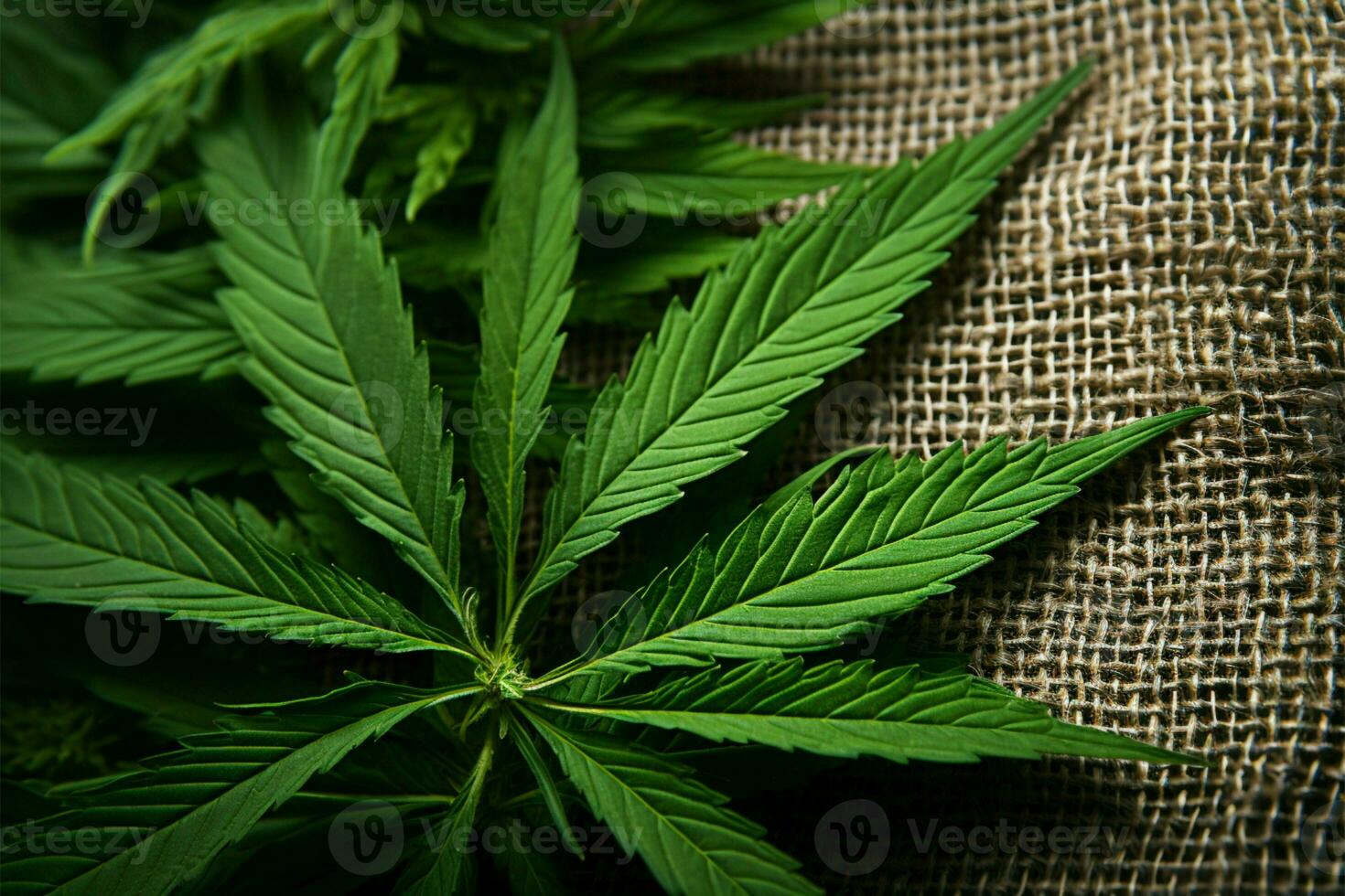 AI generated Green textile Cannabis leaves on the textured background of hemp photo