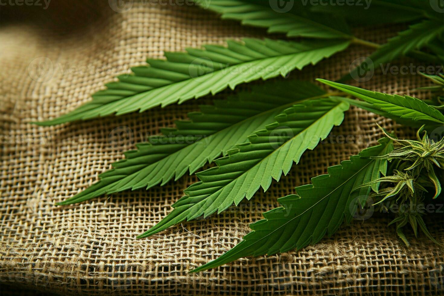 AI generated Natural fiber Cannabis leaves against a background of hemp fabric photo
