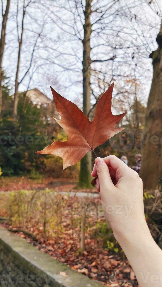 arce hoja participación en mano en otoño brillante amarillo y naranja antecedentes foto