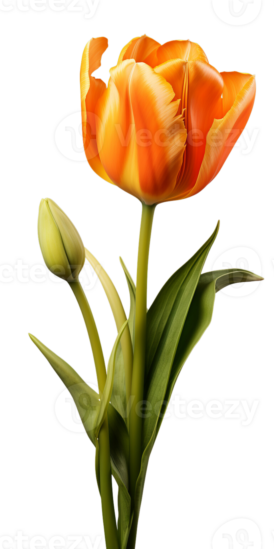 AI generated Beautiful Orange Tulip Isolated 35779024 PNG