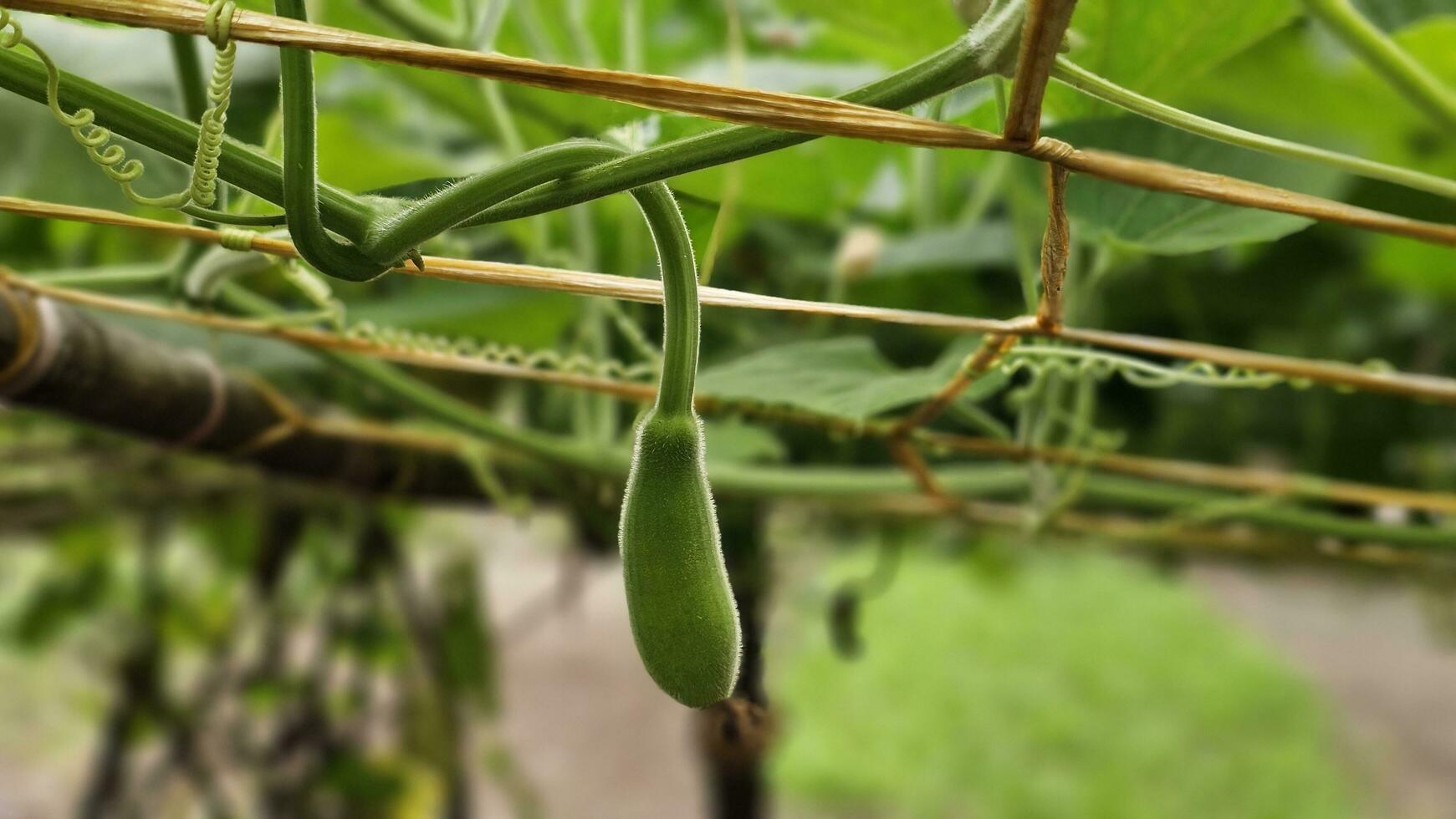 Calabash bud, bottle round gourd fruit growing on the plant. photo