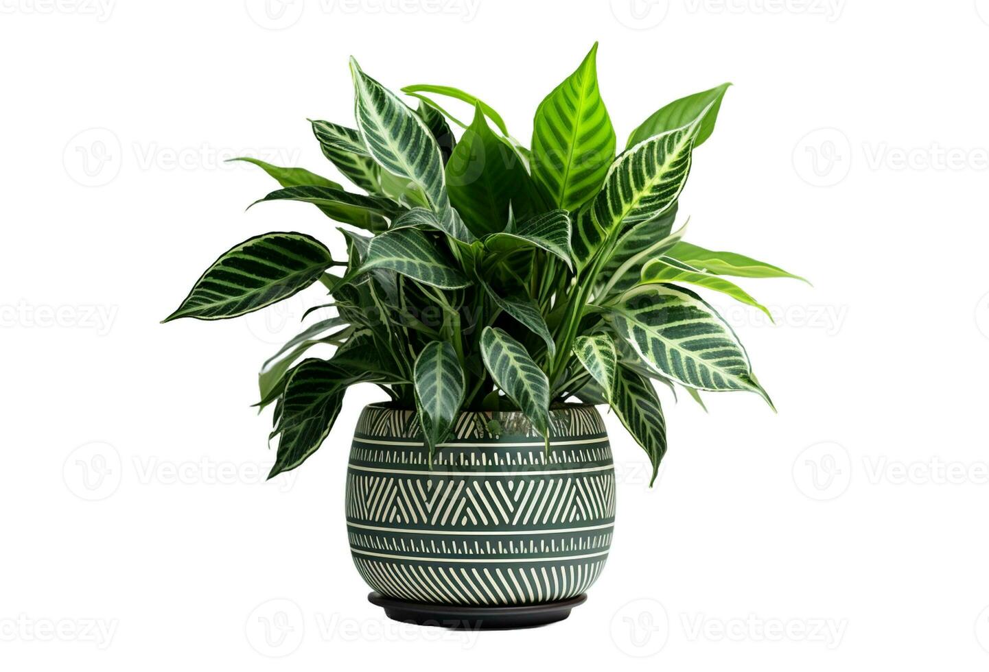 AI generated Calathea plant in white pot isolated on white background with clipping path photo