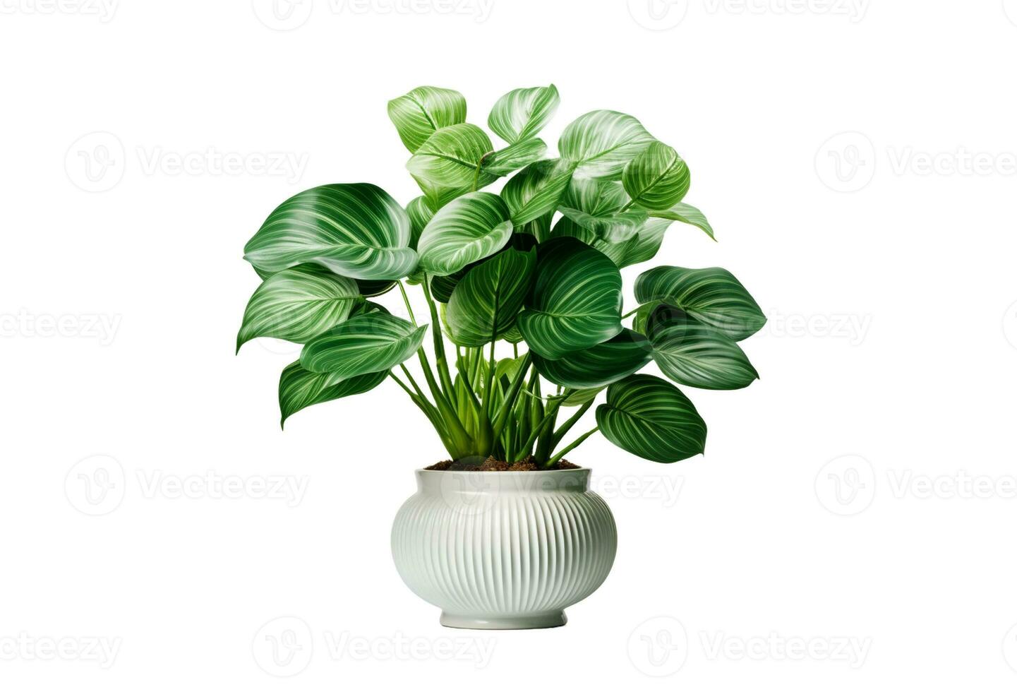 AI generated Calathea plant in white pot isolated on white background with clipping path photo