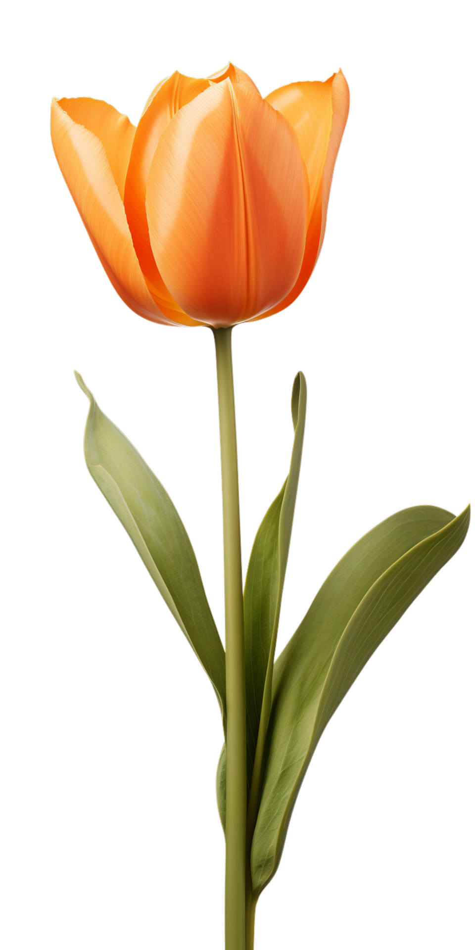 AI generated Beautiful Orange Tulip Isolated 35779659 PNG