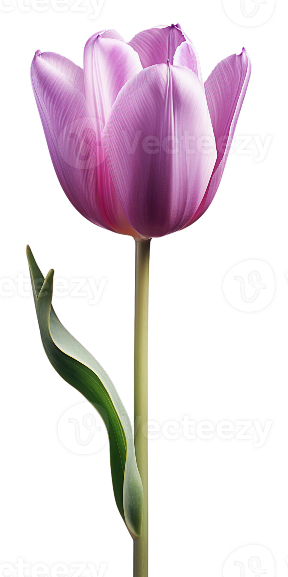 AI generated Beautiful Purple Tulip Isolated 35779672 PNG