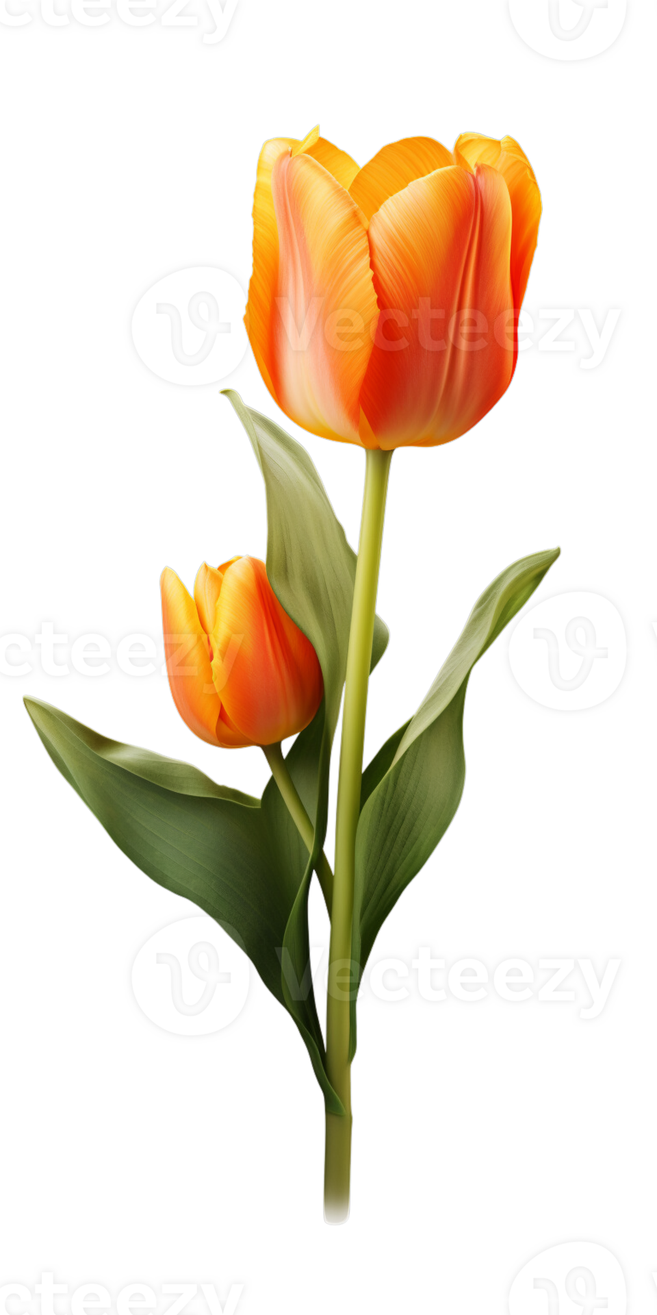 AI generated Beautiful Orange Tulip Isolated 35779716 PNG