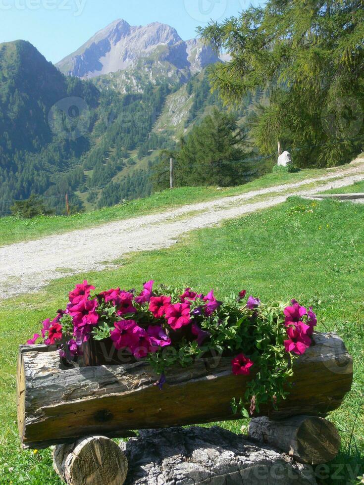 un de madera Iniciar sesión con flores foto