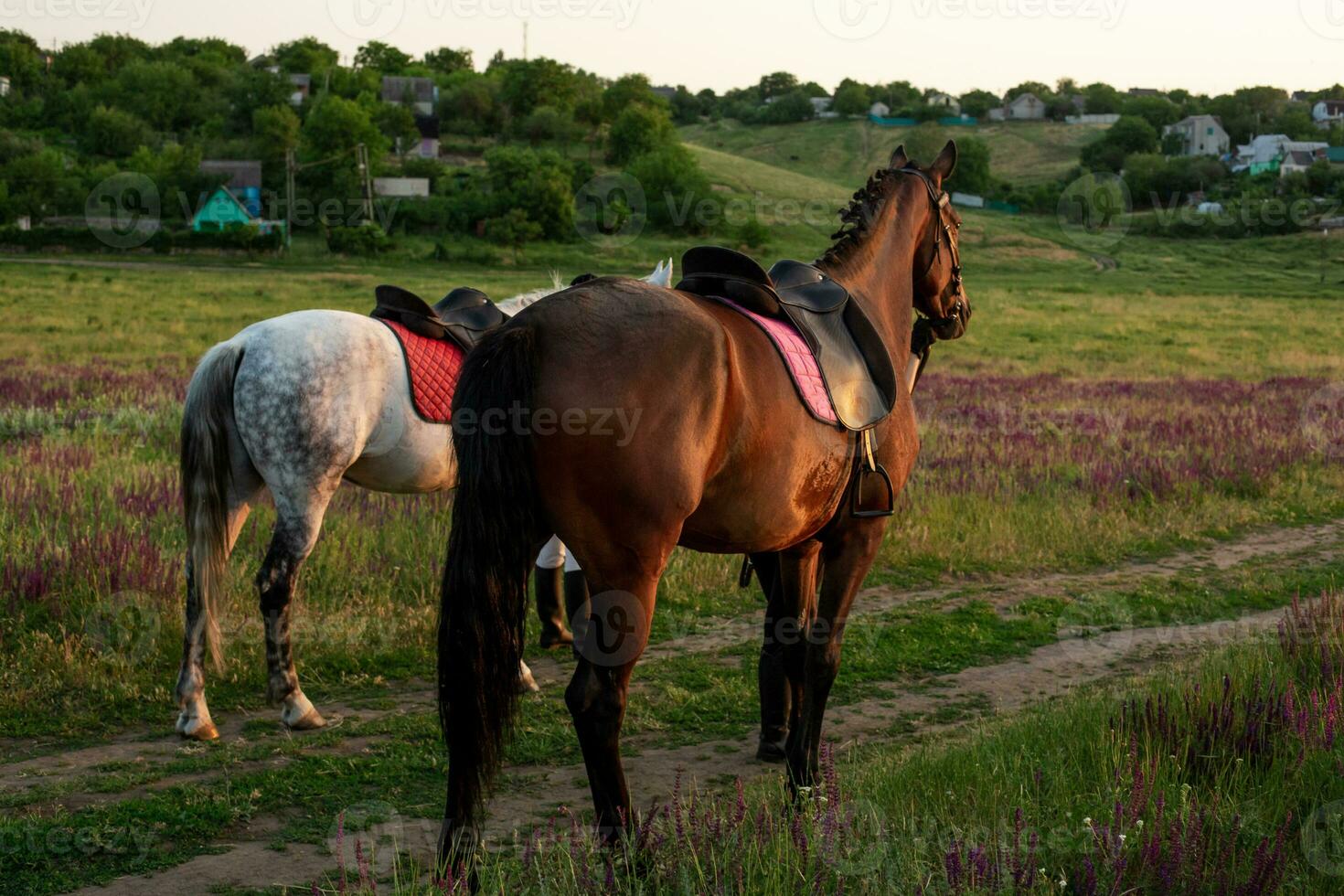 dos caballos al aire libre en verano contento puesta de sol juntos naturaleza foto