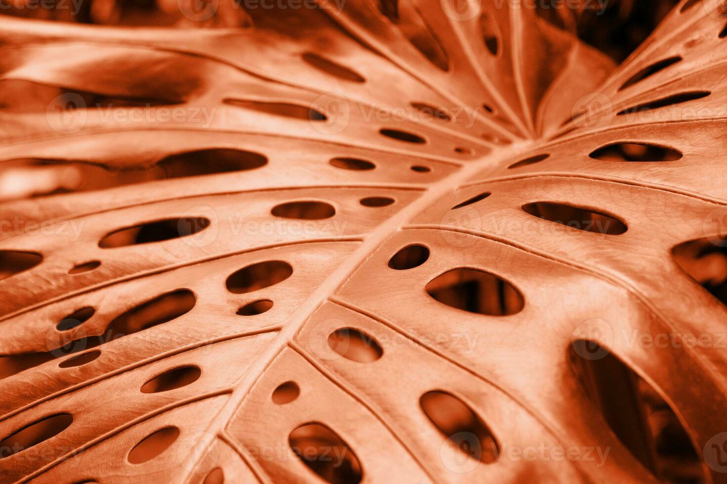 Close-up of a leaf of a tropical monstera plant.Color of the year 2024. photo