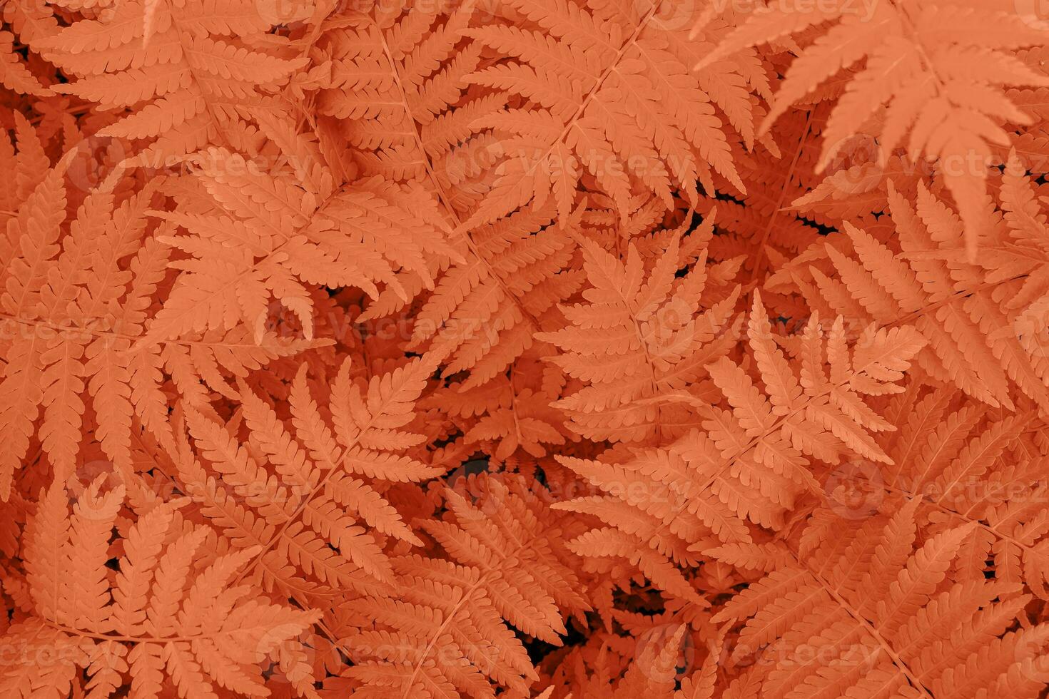 Fern leaves close-up as background. Color of year 2024 peach fuzz. photo