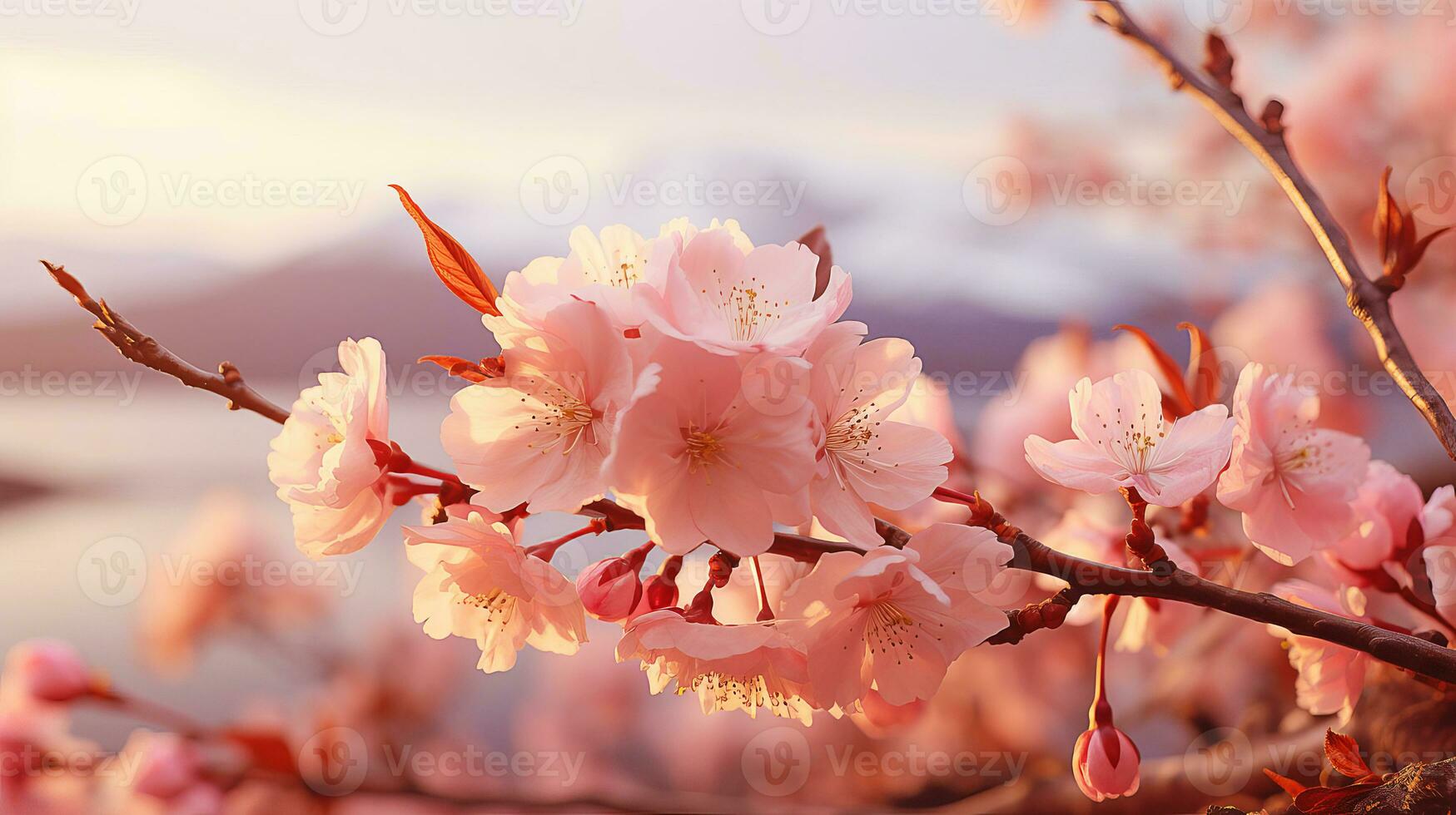 AI generated Sakura flowers during morning sunrise, color of the year 2024. AI generated. photo