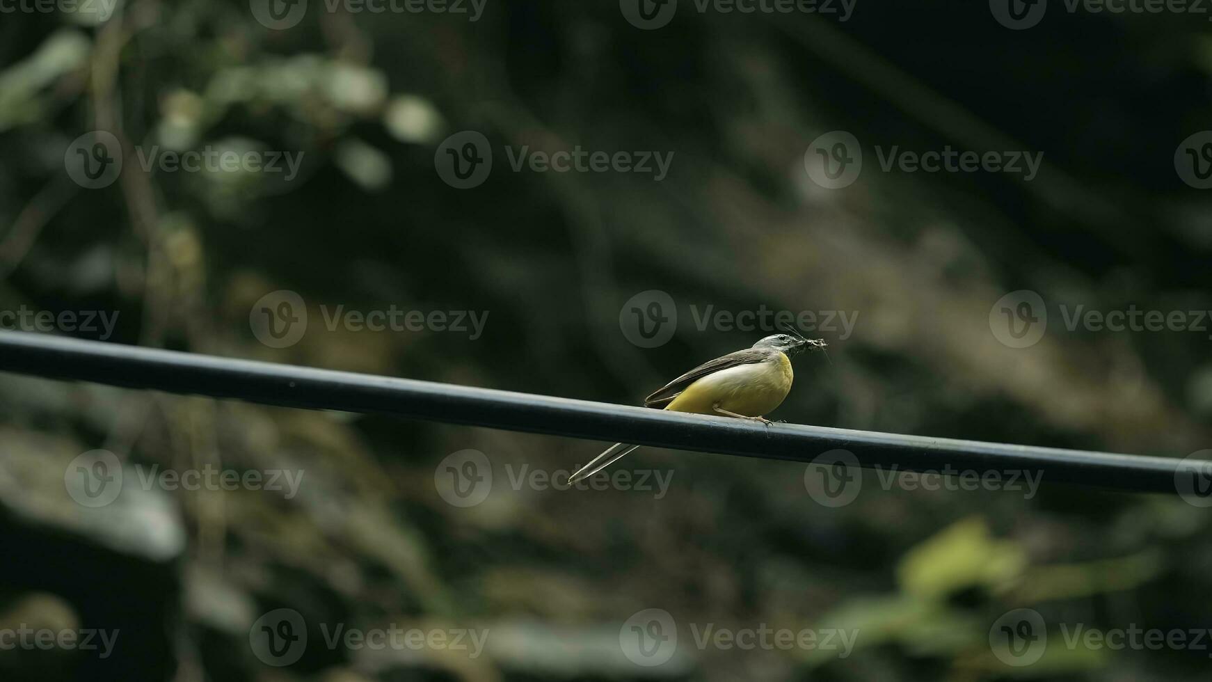 Beatiful bird. Creative. The preatty yellow bird is looking for food while is weating for his couple photo