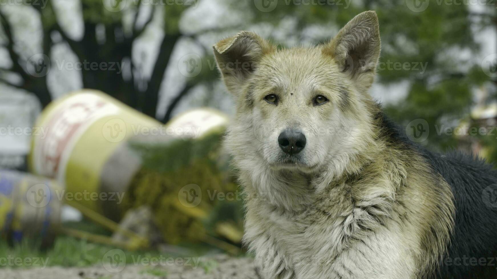 Sad beige dog-mongrel on a leash is . Close-up, selective focus. mongrel dog dog close up of the eyes. Gray mongrel dog lies on concrete photo