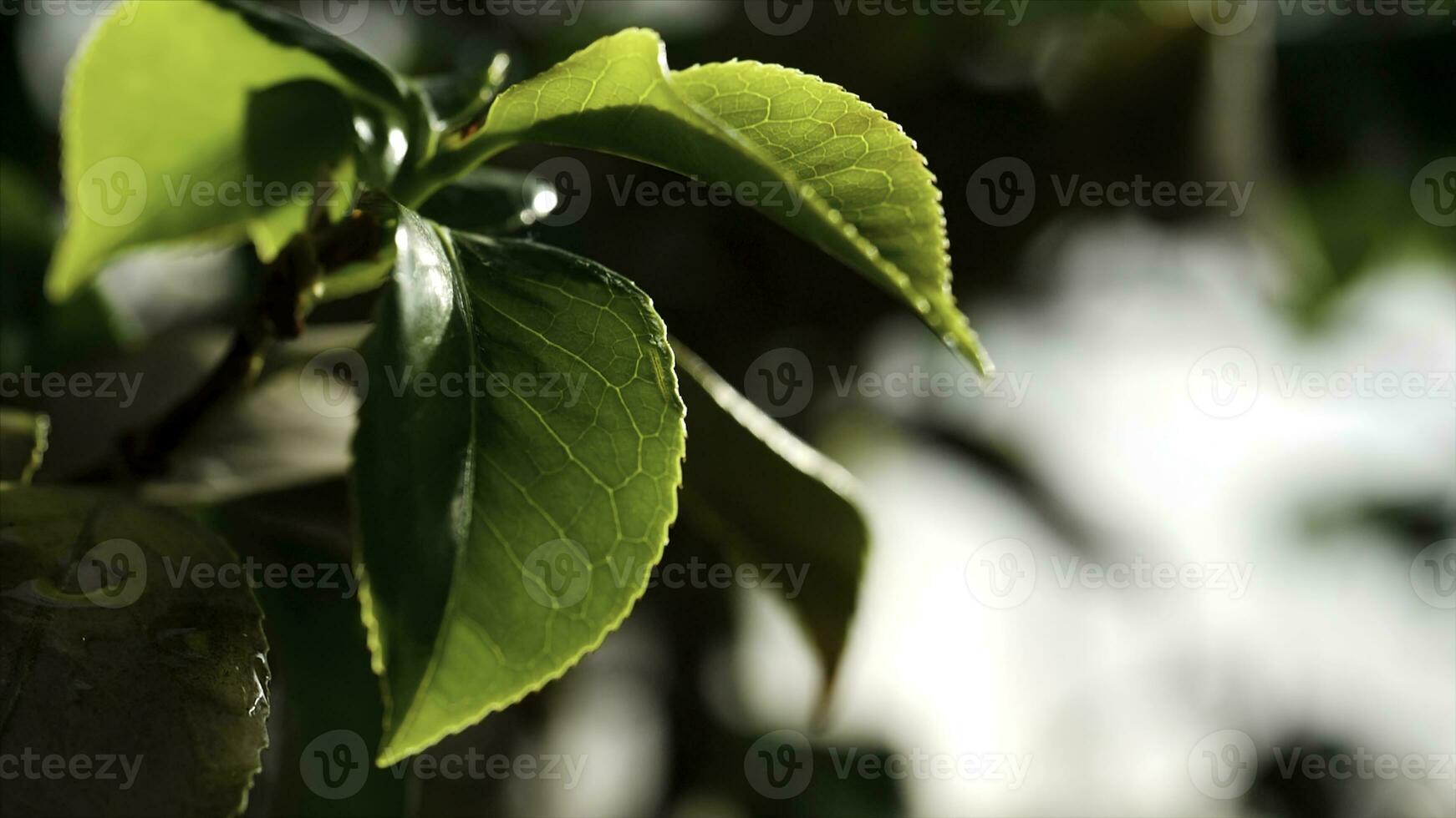 Close-up of a leaf and water drops on it background. Water drops on green leaf photo