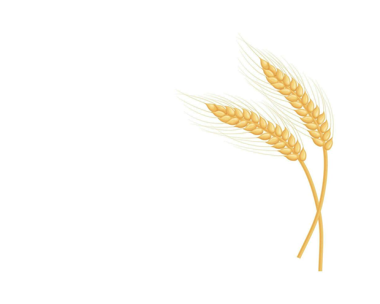 An ear of rye. Two ears of rye. Illustration for food packaging. Cereal plants. Vector illustration of cereals isolated on a white background