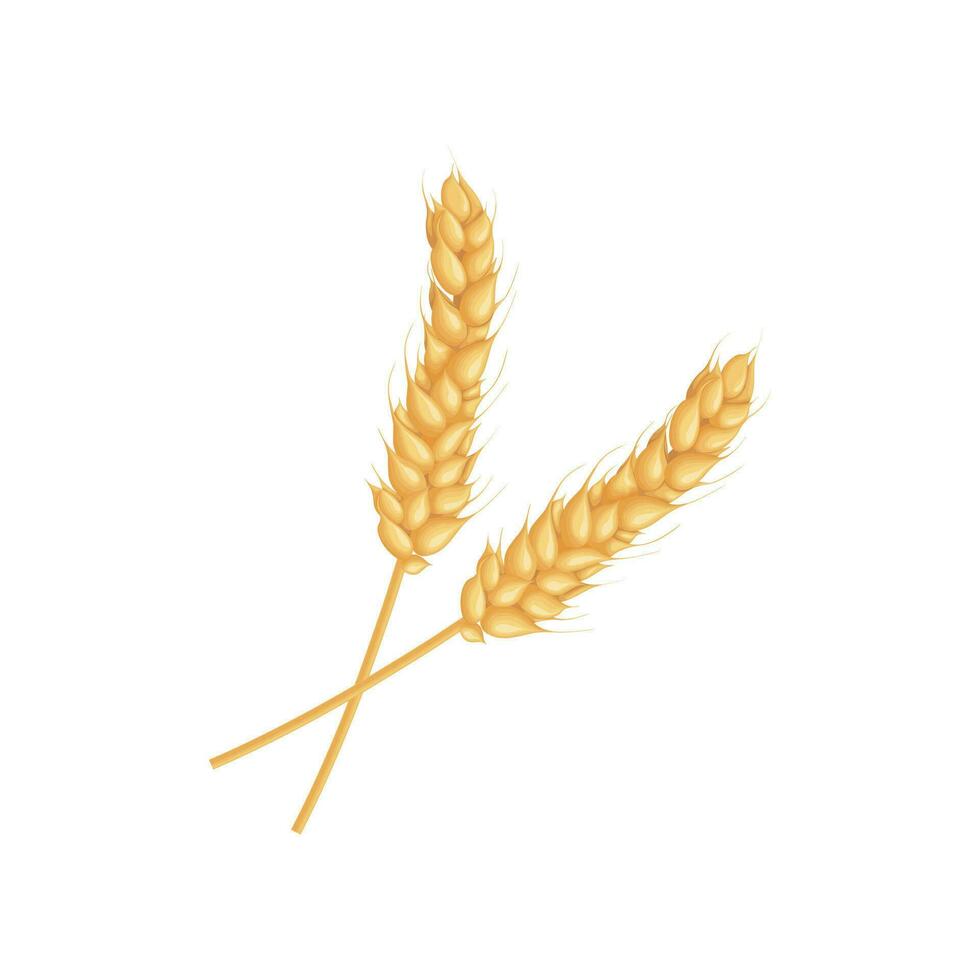 un oído de trigo. dos orejas de trigo. cereal plantas. ilustración para comida embalaje. vector ilustración aislado en un blanco antecedentes