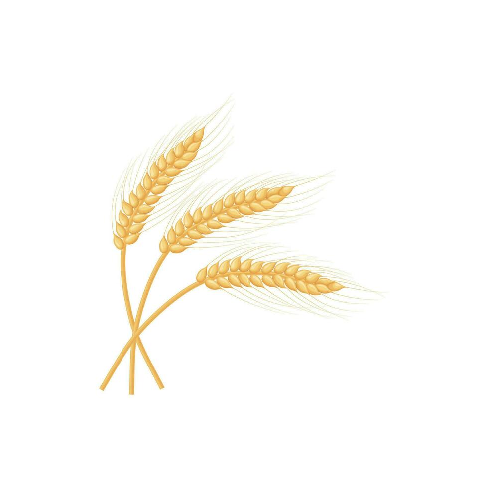 An ear of rye. Three ears of rye. Flake.Illustration for food packaging. Vector illustration isolated on a white background