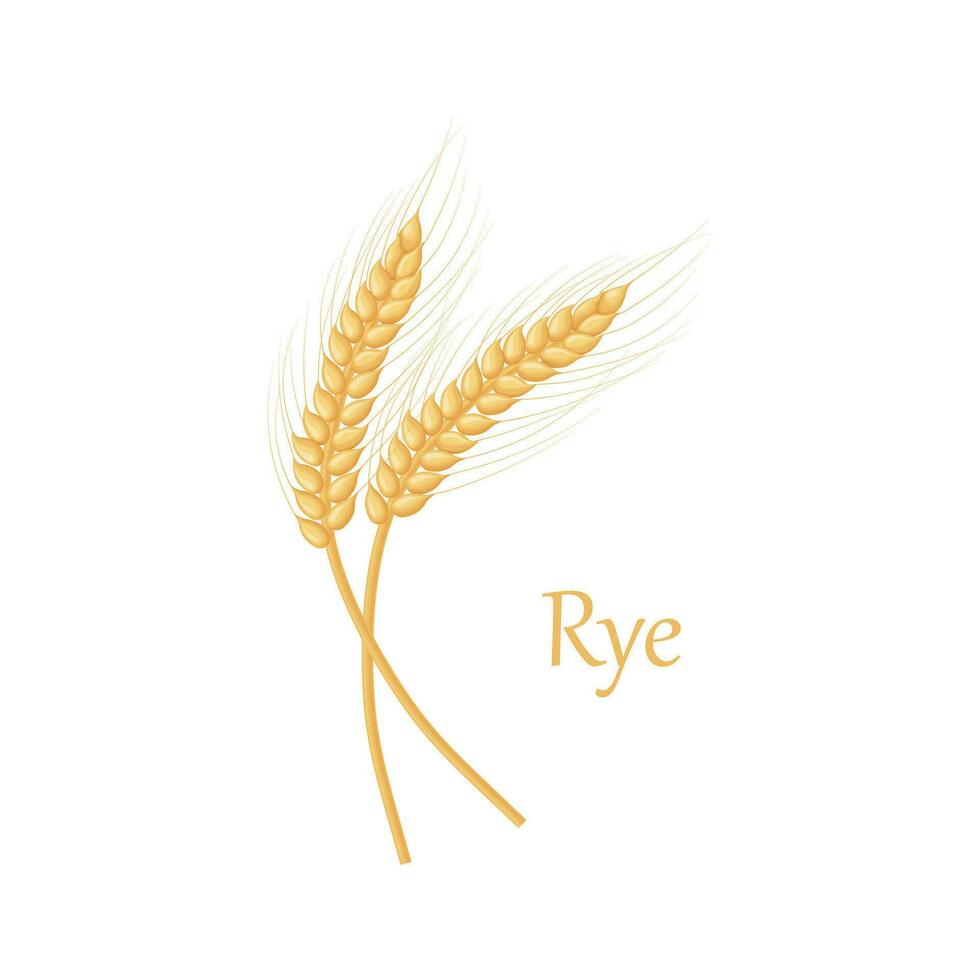 An ear of rye. Two ears of rye. Illustration for food packaging. Cereal plants. Vector illustration of grain crops isolated on a white background