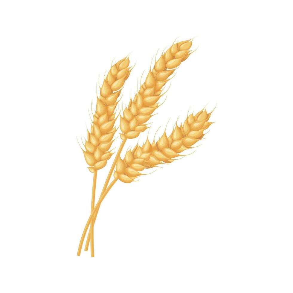 An ear of wheat. Three spikelets of wheat. Cereals.Illustration for food packaging. Vector illustration isolated on a white background.