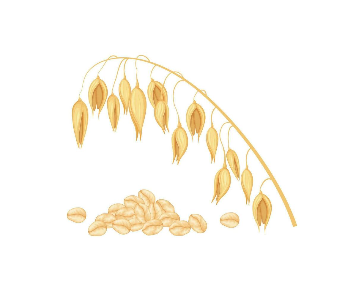 Oats and oat flakes. An ear of oats and scattered grains. Cereal plants. Healthy vegetarian food. Vector illustration isolated on a white background