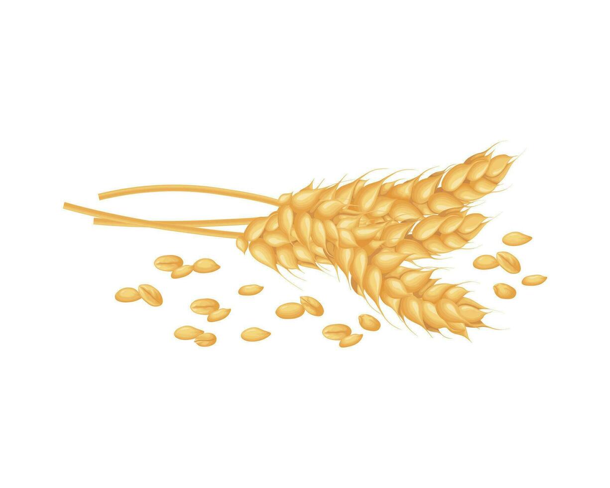Wheat. Three ears of wheat. Scattered wheat grains.An ear of wheat. Cereal plants. Illustration for food packaging. Vector illustration isolated on a white background