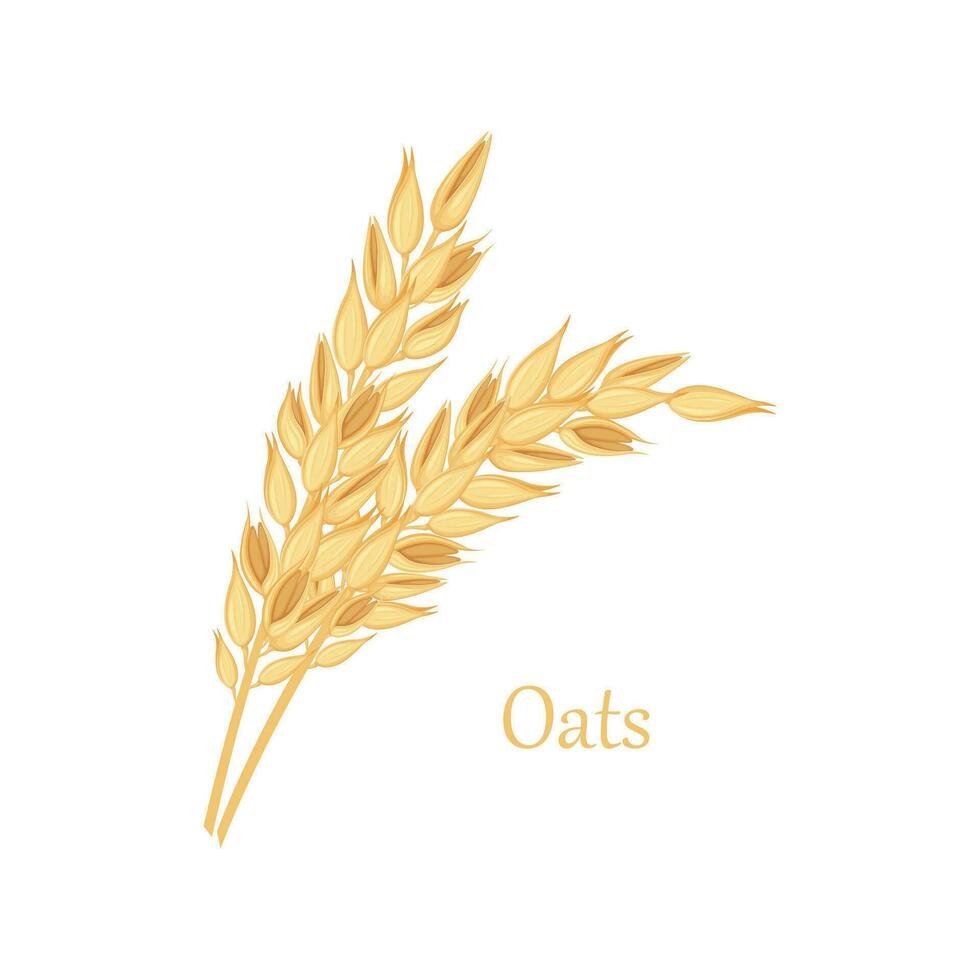 Oats. Two ears of oats. Illustration for food packaging. Cereal plants. Oatmeal. Vector illustration of grain crops isolated on a white background