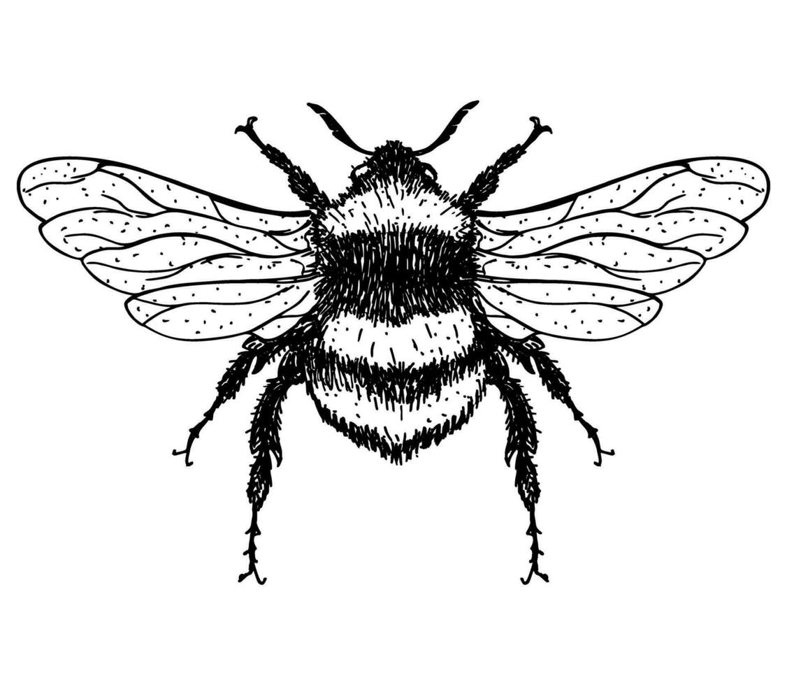 illustration of a Bumblebee, Bombus, Bee. Graden Bumblebee. Vector hand drawn sketch