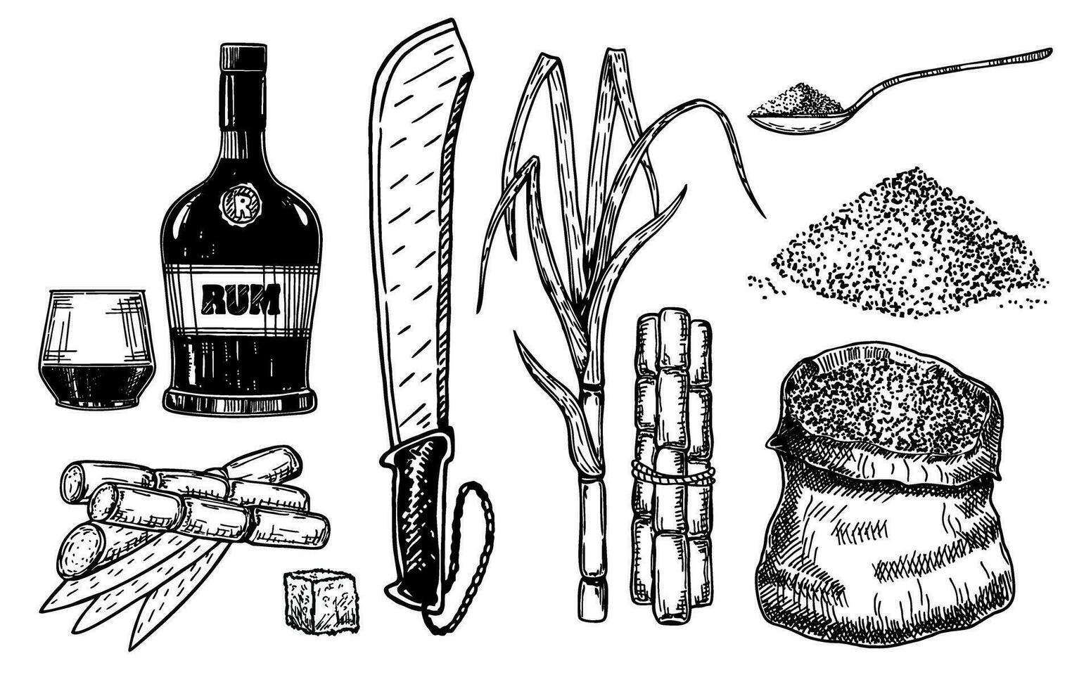 Sketch sugar cane, sugarcane farm harvest, glass and bottle of rum. Sugarcane leaf, sugar plant stalks, vector set
