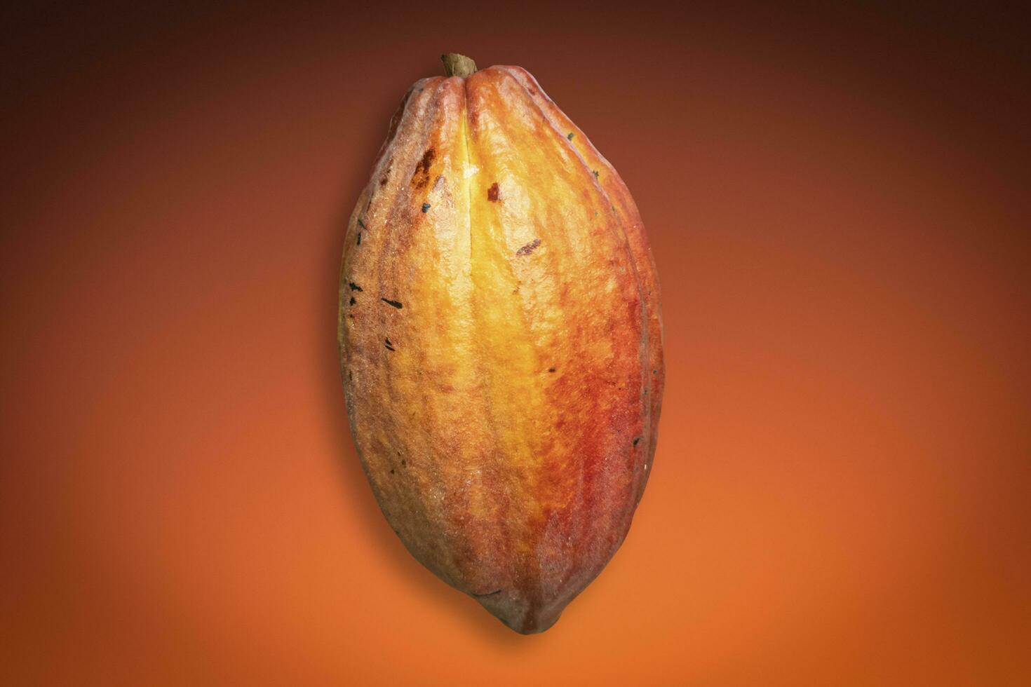 Red Cocoa fruit Theobroma cacao isolated on gradient background photo