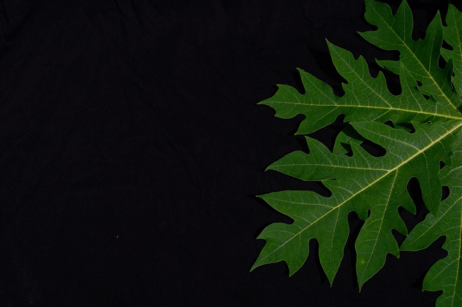 papaya leaves on a black background photo