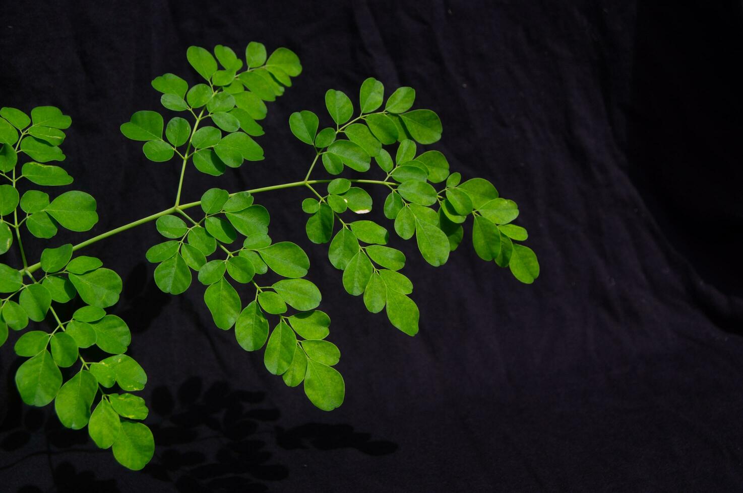 moringa hojas en un negro antecedentes foto