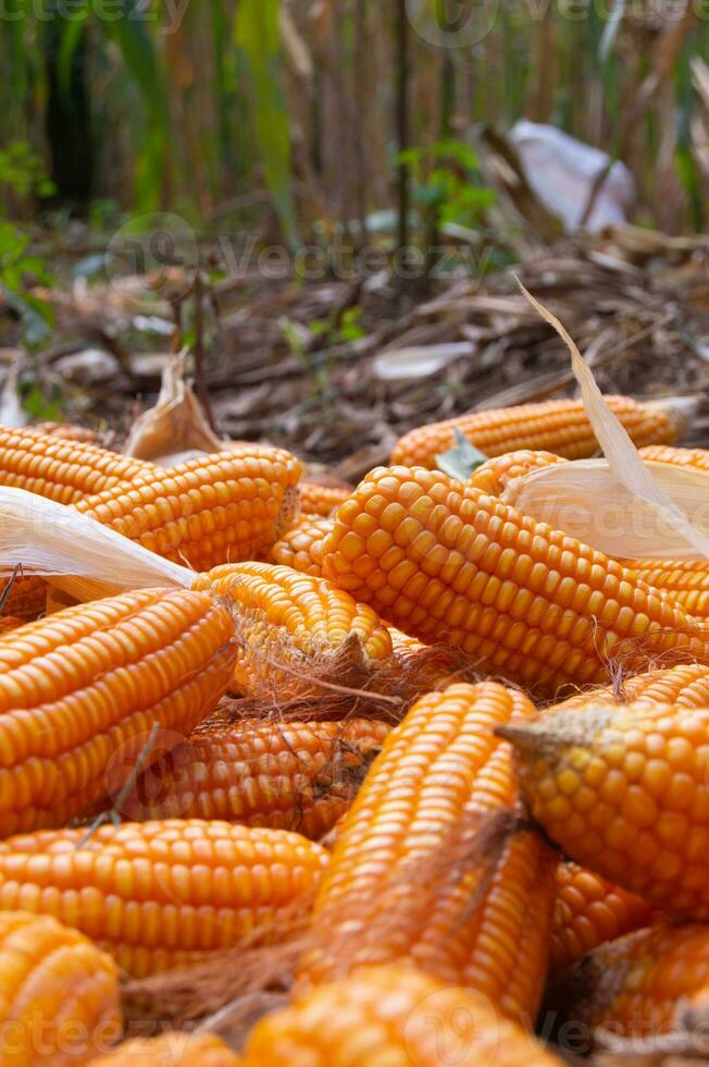 View of piles of corn after harvest in the garden photo