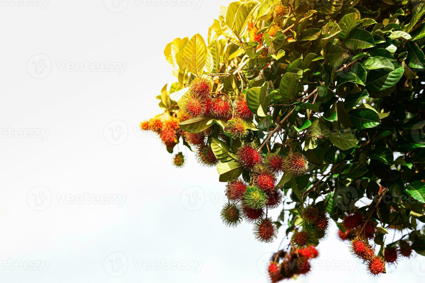 rambutan fruit on the rambutan tree waiting for the harvest in the agriculture farm at asian, plantation thai fruit tree orchard outdoor natural. photo