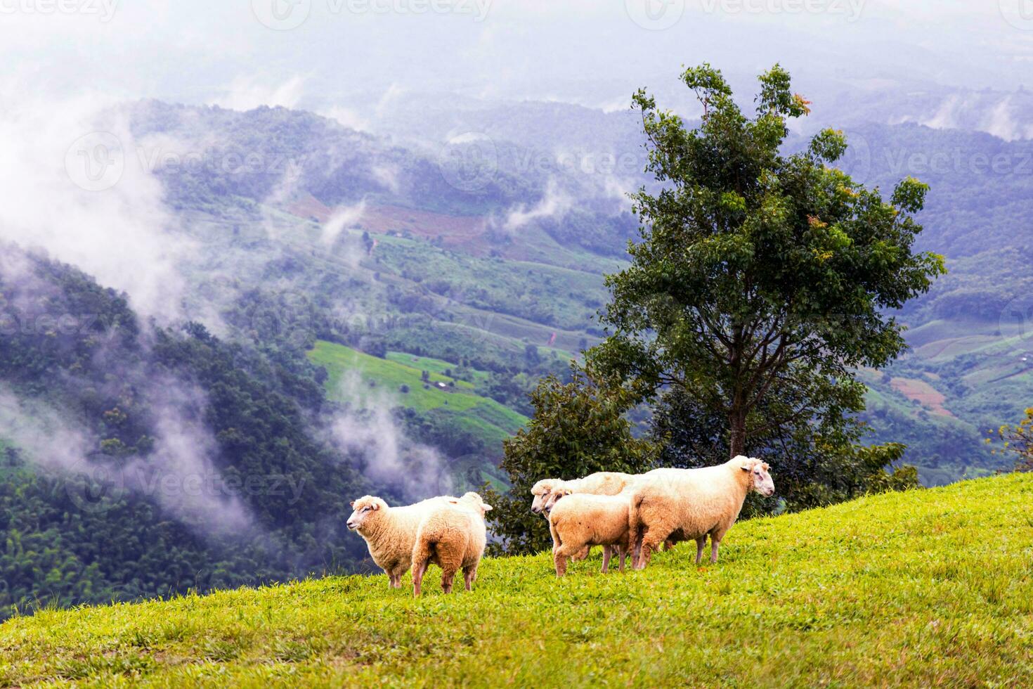 Flock of sheep grazing on the mountain, landscape of mountains and mist in northern Thailand. photo
