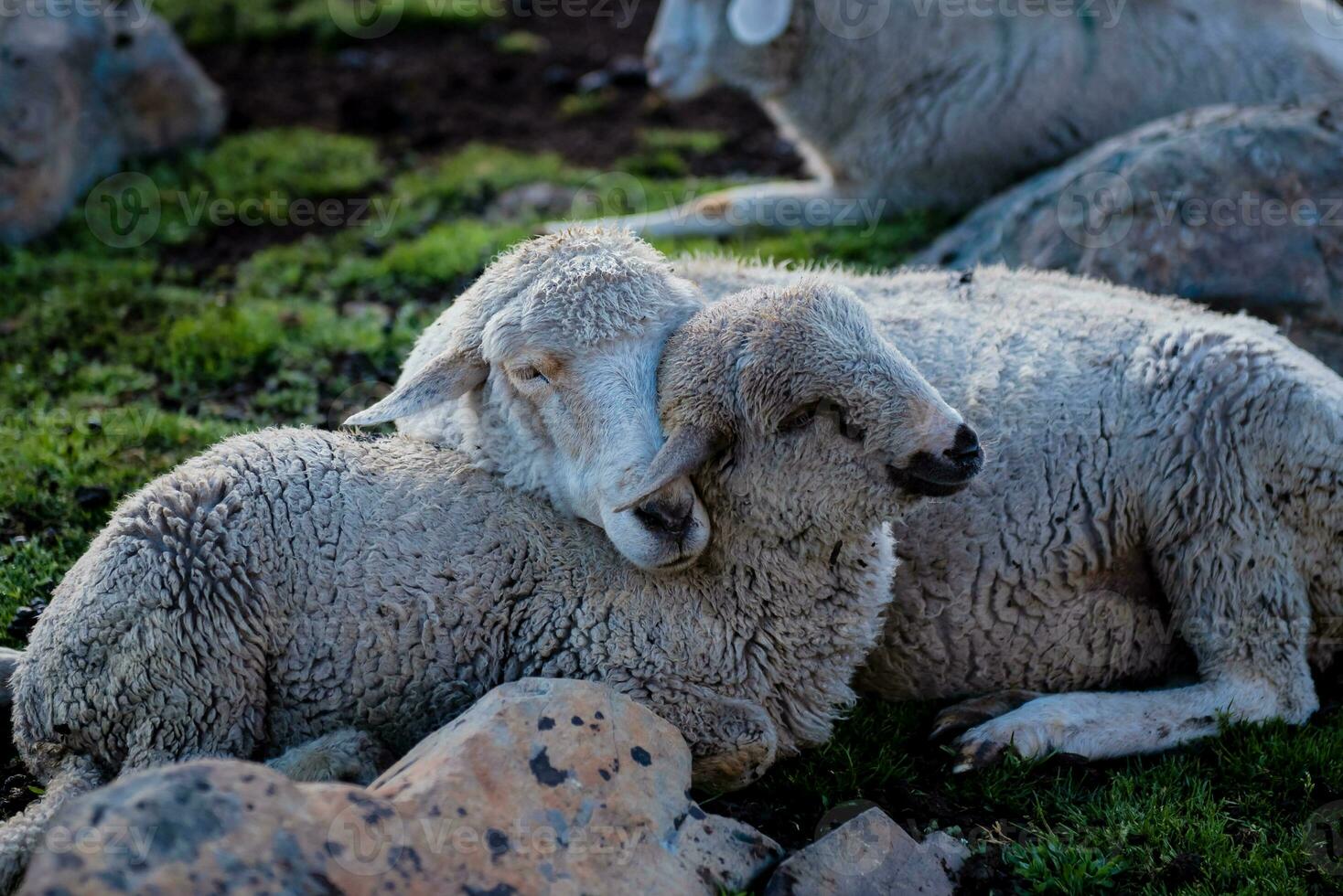 Flock of sheep grazing on the mountain Sheep cuddle together in the cold weather. landscape in kashmir India photo