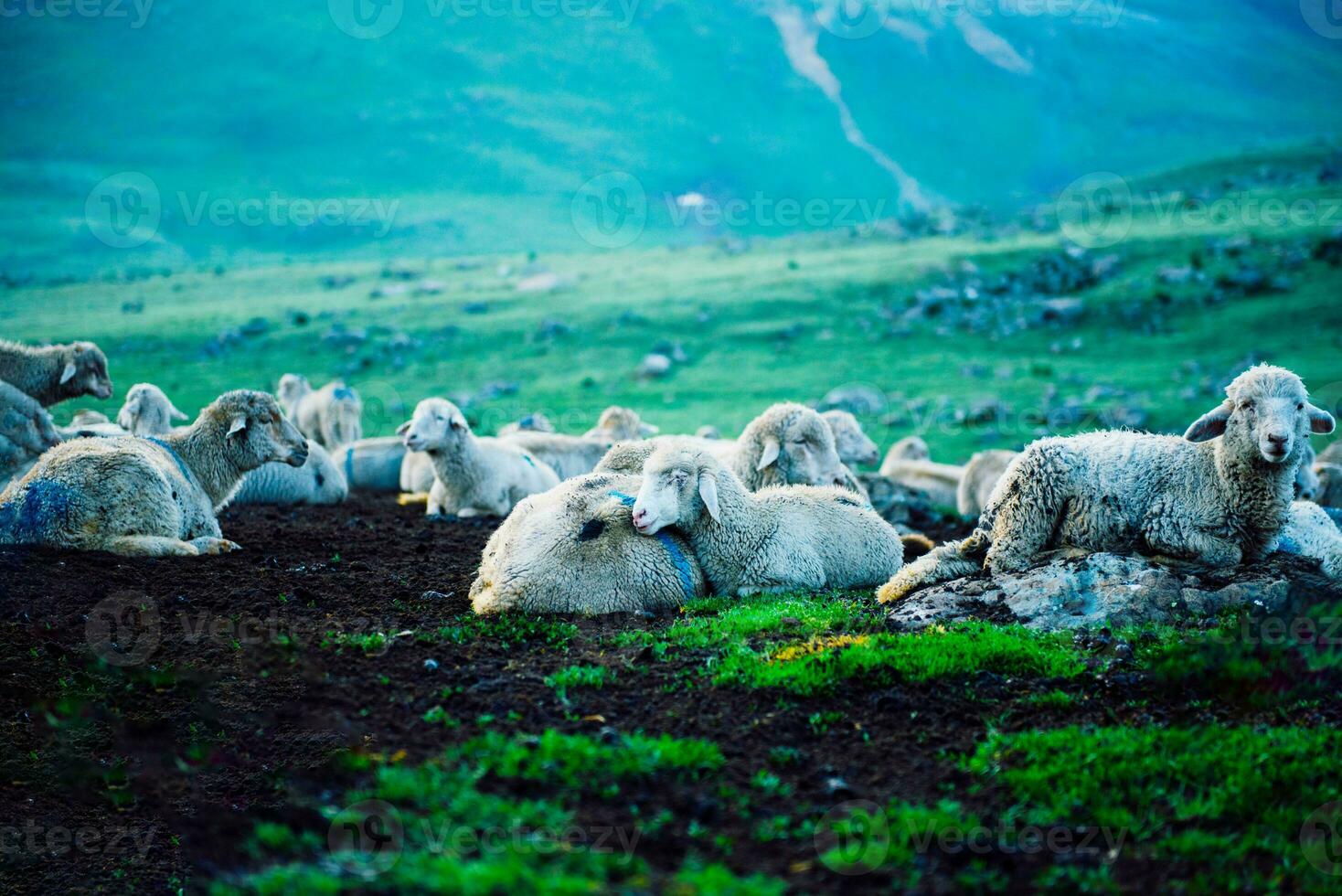 Flock of sheep grazing on the mountain Sheep cuddle together in the cold weather. landscape in kashmir India photo
