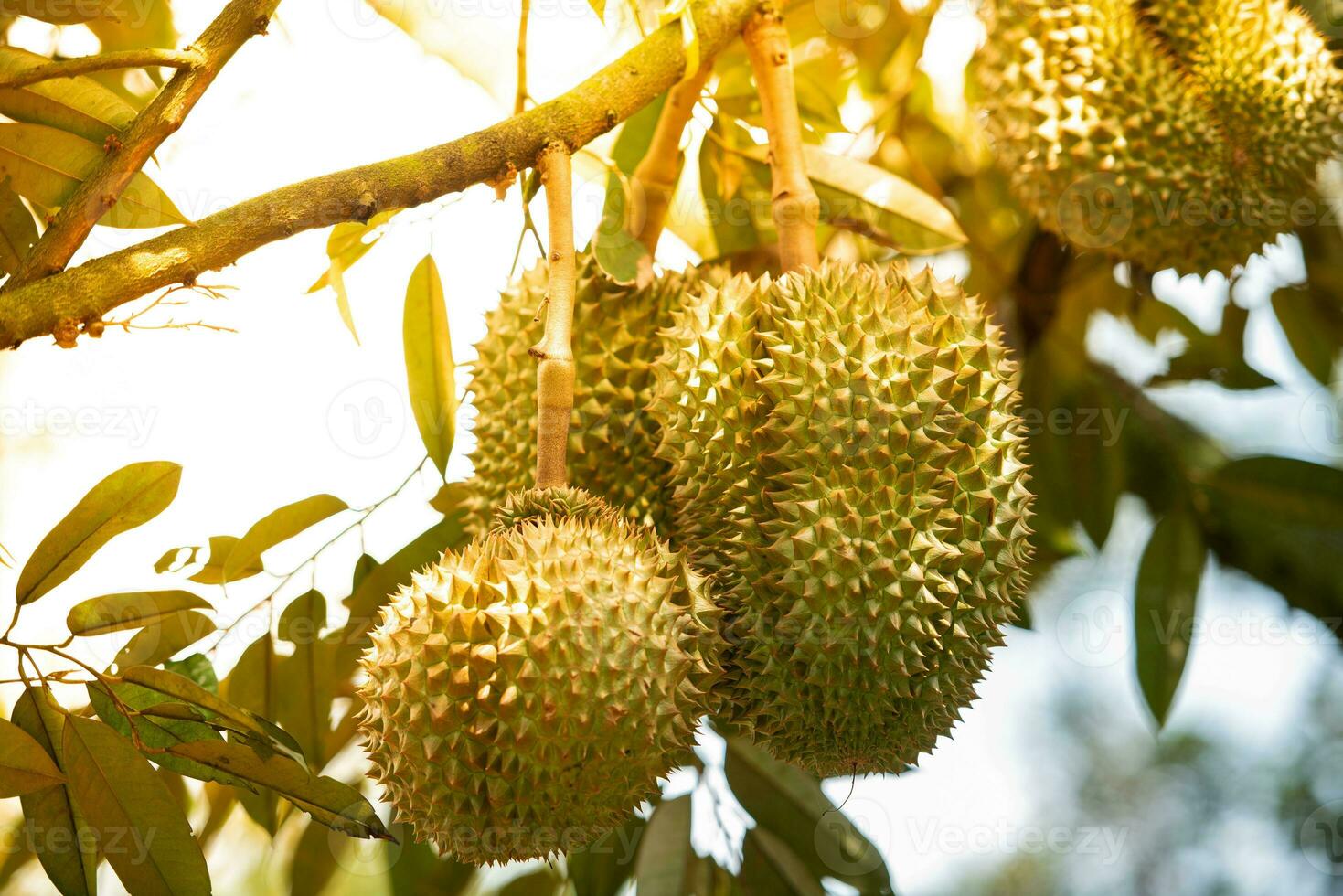 Durian king of fruit from Thailand Durian fruit durian peels, durian yellow meat, Tropical seasonal fruit. photo