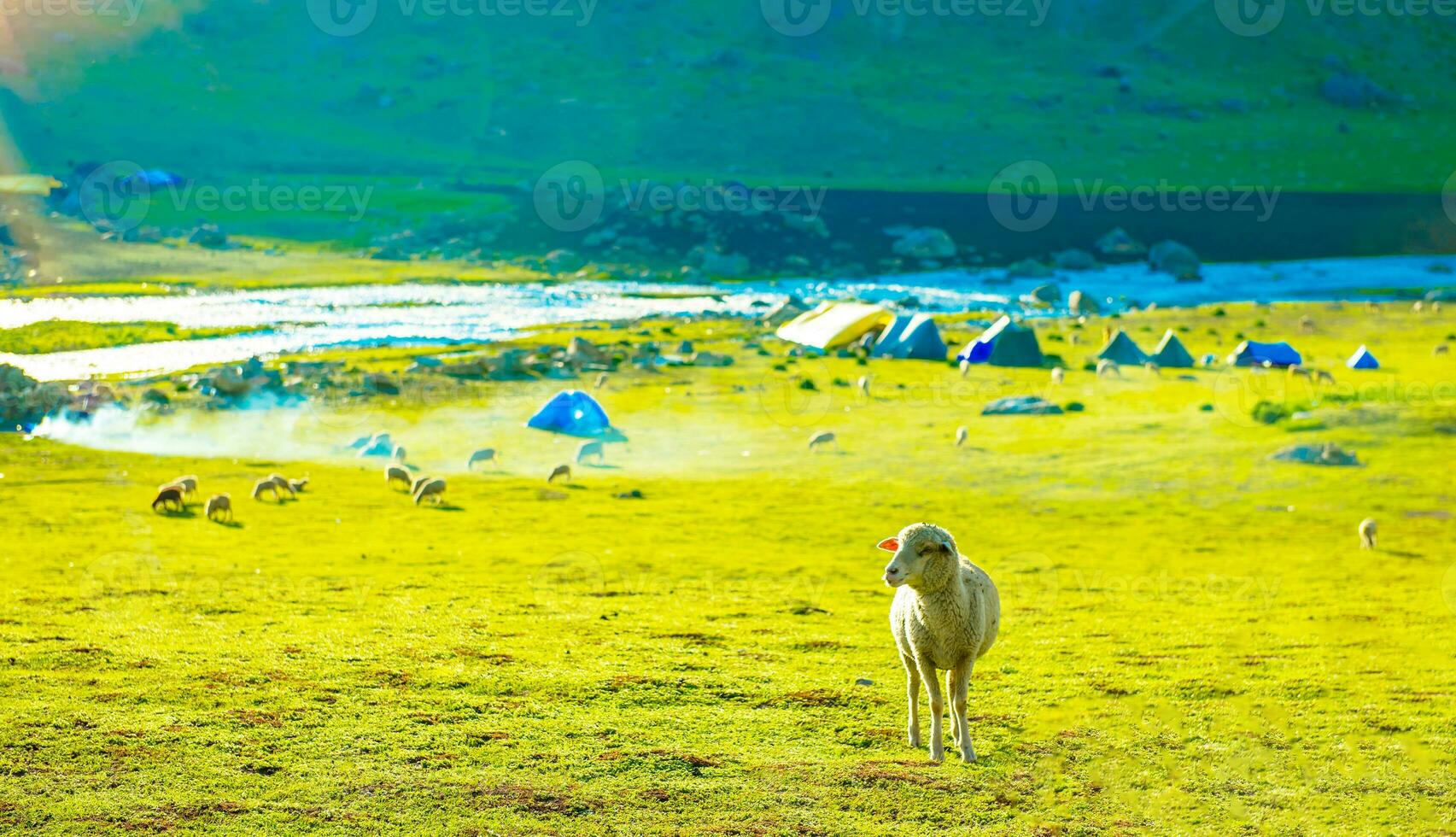 Flock of sheep grazing on the mountain Sheep cuddle together in the cold weather. landscape in kashmir India photo