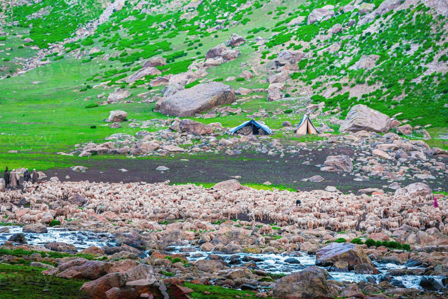 Flock of sheep grazing on the mountain Sheep cuddle together in the cold weather. landscape in kashmir India photo