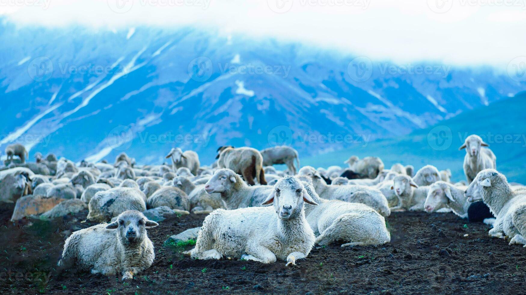 Flock of sheep grazing on the mountain Sheep cuddle together in the cold weather. landscape in kashmir India photo