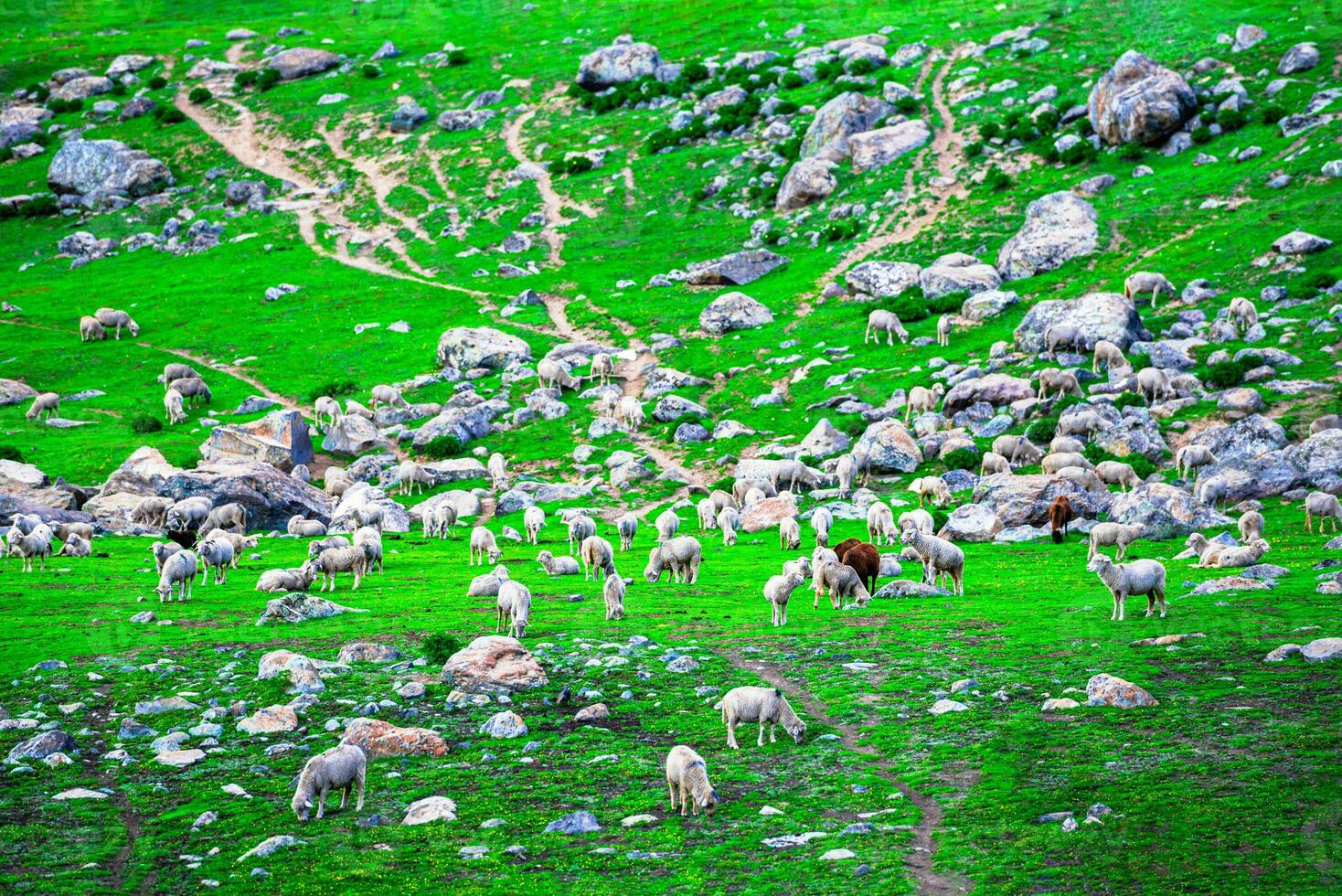 Flock of sheep grazing on the mountain Sheep cuddle together in the cold weather. landscape in kashmir India photo
