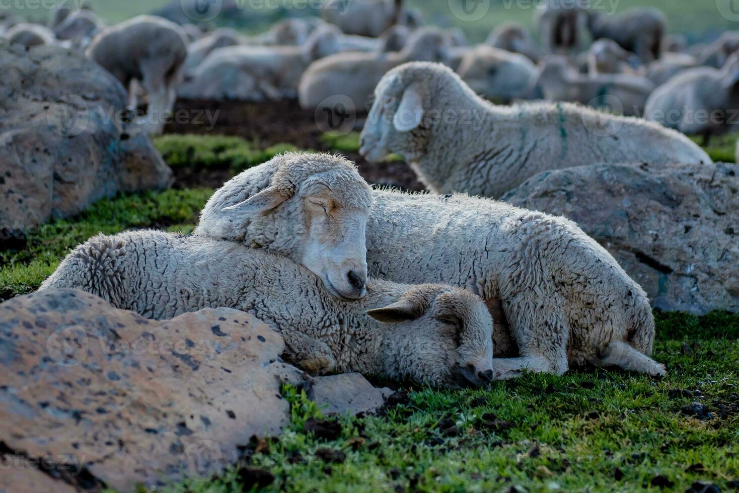 Flock of sheep grazing on the mountain Sheep cuddle together in the cold weather. landscape in kashmir India photo