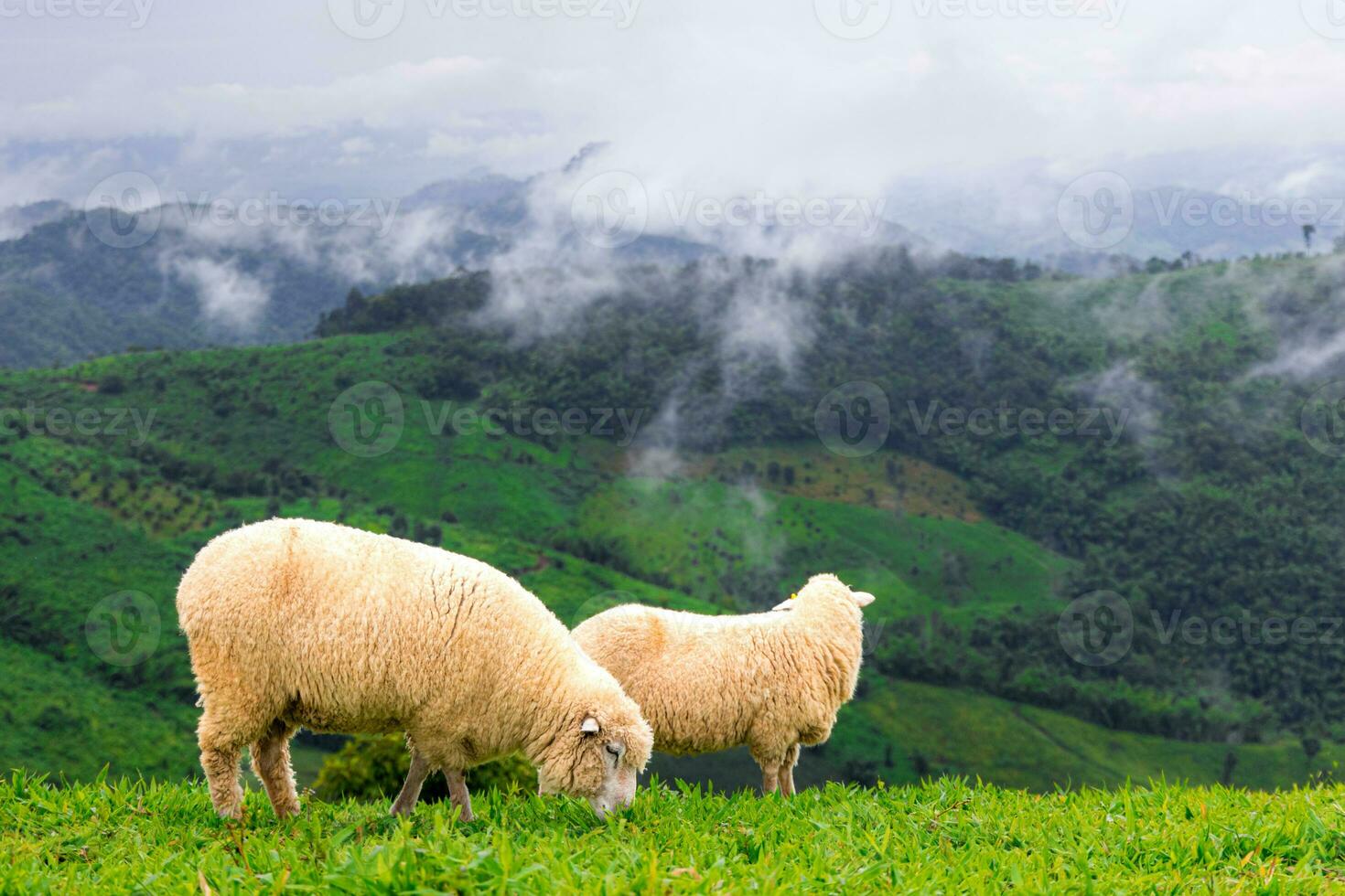 Flock of sheep grazing on the mountain, landscape of mountains and mist in northern Thailand. photo