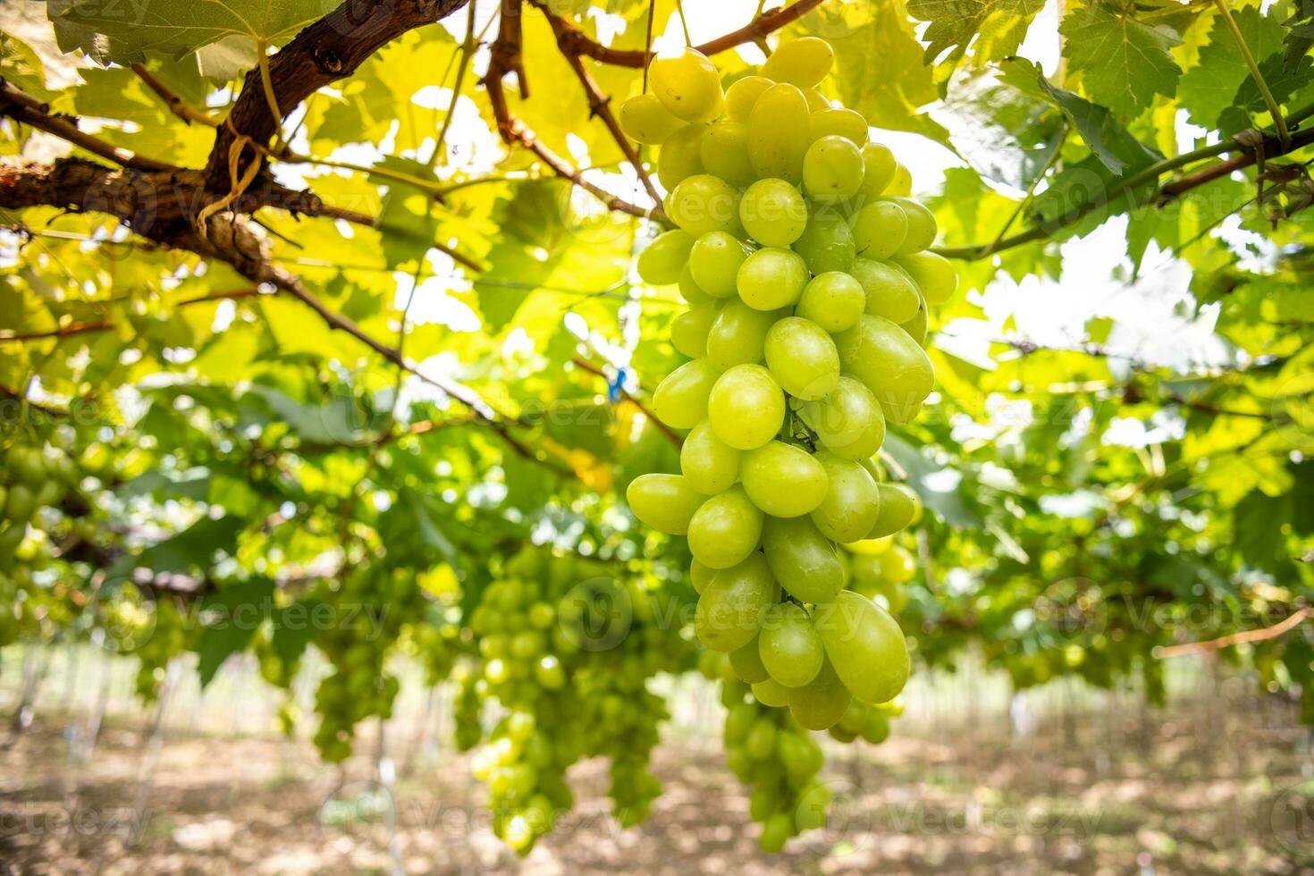 Green grapes in the vineyard, Green grapes on the vine in garden of asian planter. photo