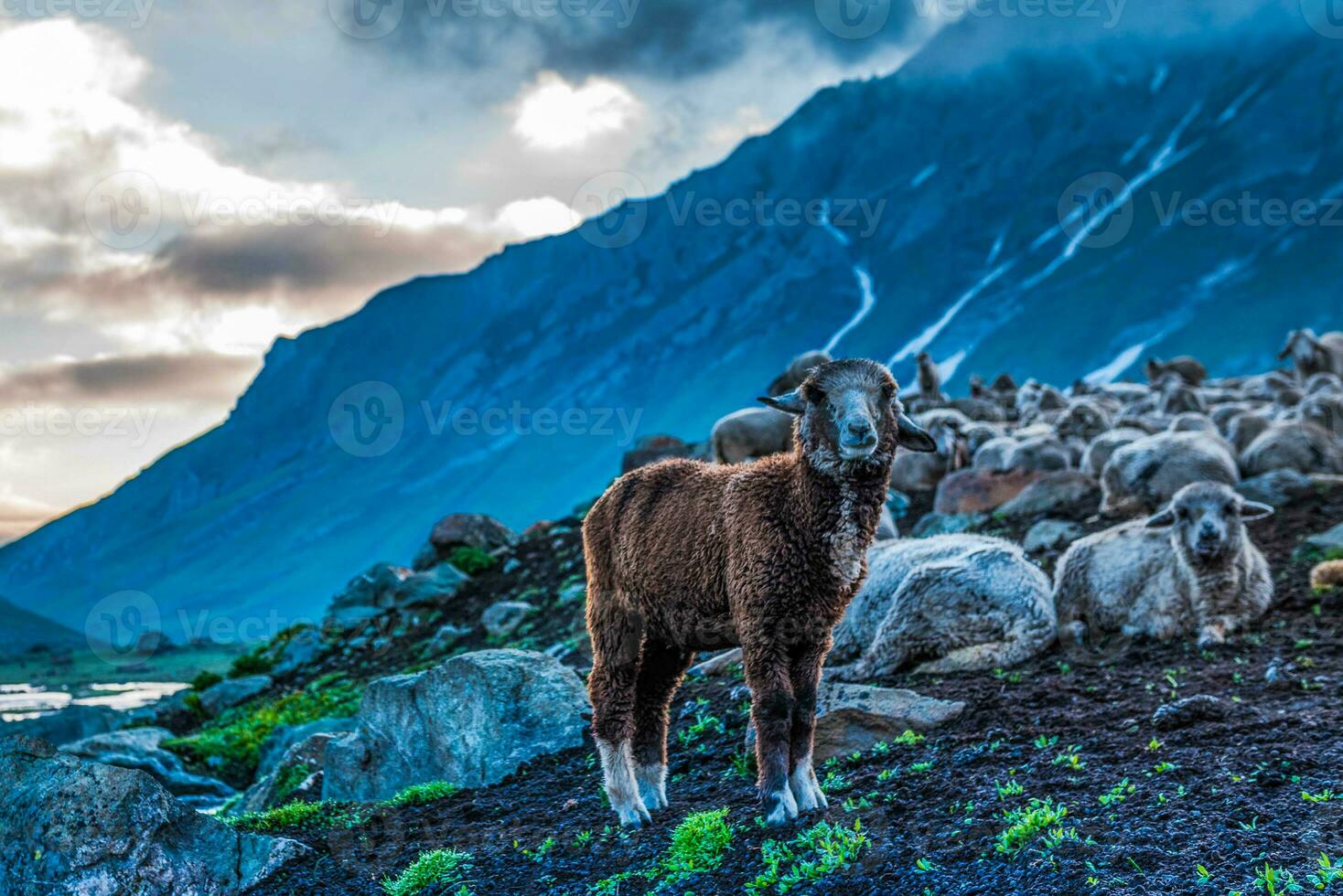 Flock of sheep grazing on the mountain Sheep cuddle together in the cold weather. landscape in kashmir India photo